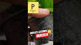 So einfach richtig düngen für gesunde Pflanzen und Wurzeln 🌱