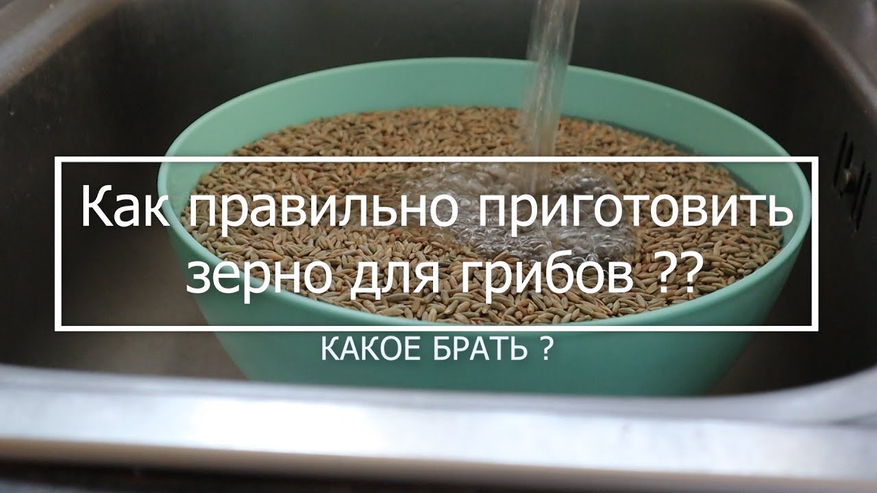 Как правильно приготовить зерно для грибов ? Какое брать ?