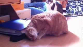 My cat cuddles with shoes by Naddele12 174 views 11 years ago 6 minutes, 50 seconds