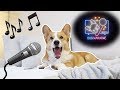 Dog karaoke  topi the corgi