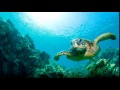 Thomas Siffling  -  Kitty The Bill - Ocean Cruise