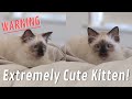 Ragdoll Kitten Playing *CUTENESS OVERLOAD*