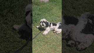 Köpek Havlama Komutu Eğitimi 😊 Resimi