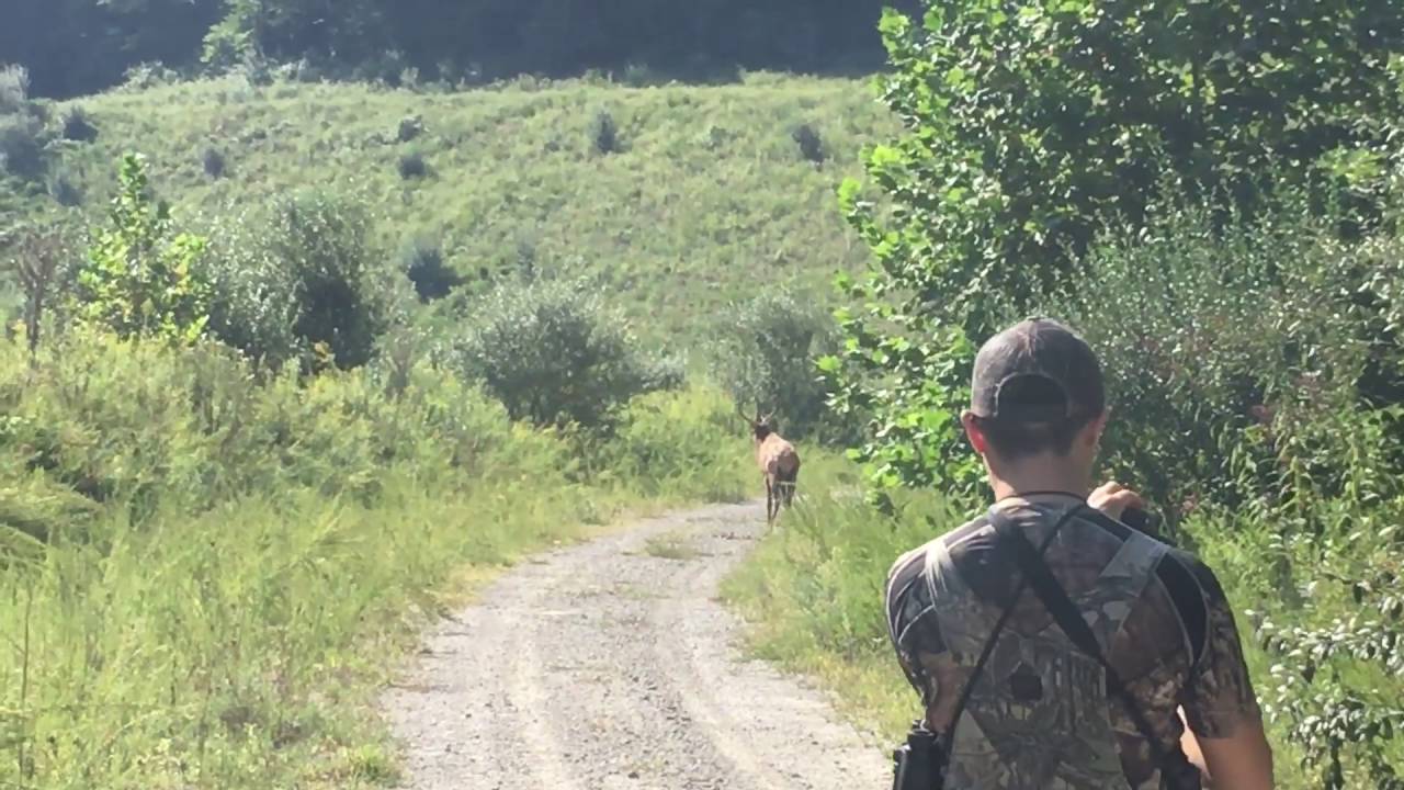 Kentucky Elk Hunting September 17 2016 YouTube kentucky-elk-hunting-september-17-2016-youtube