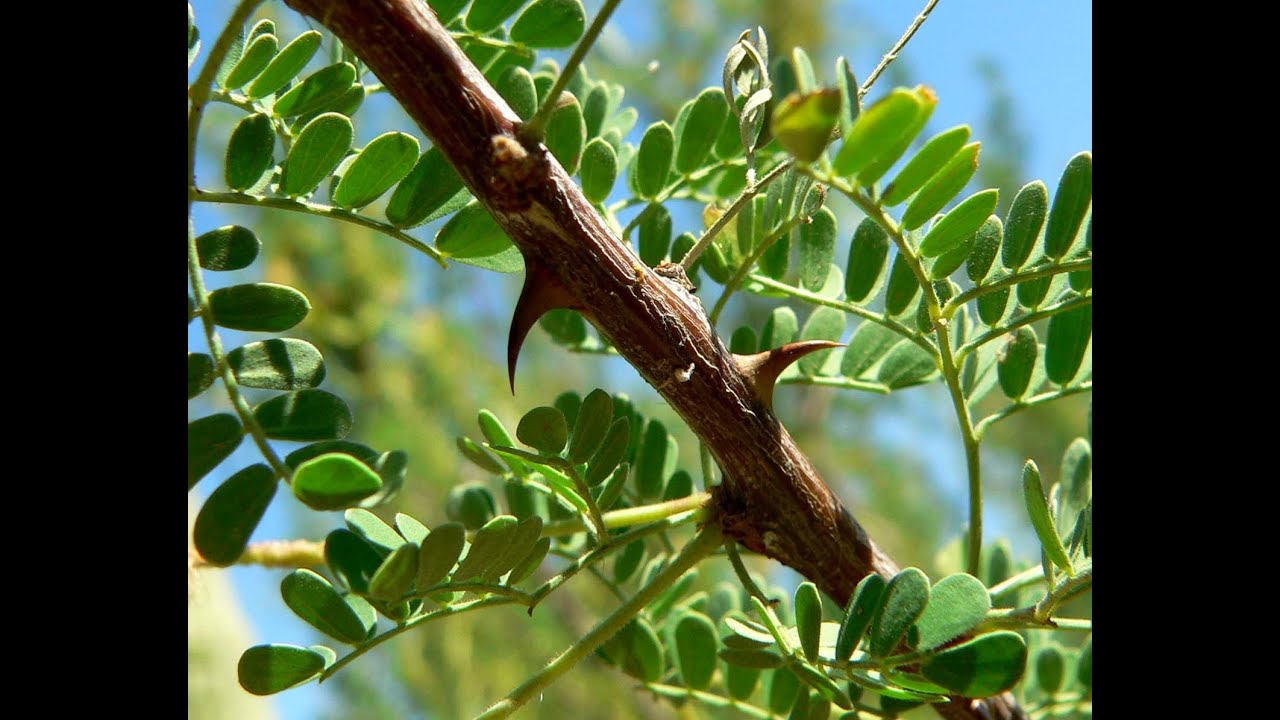 remedios naturales para la artritis plantas curativas - Acacia