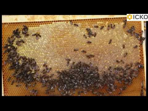 Vidéo: Expérience Pratique D'un Apiculteur - De L'achat Des Abeilles Au Premier Miel. Aménagement D'un Rucher. Photo