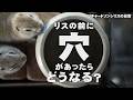 リスホイホイ【リチャードソンジリス】