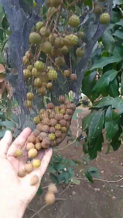 kelengkeng nya banyak yang jatuh buahnya. sediiih #kelengkeng