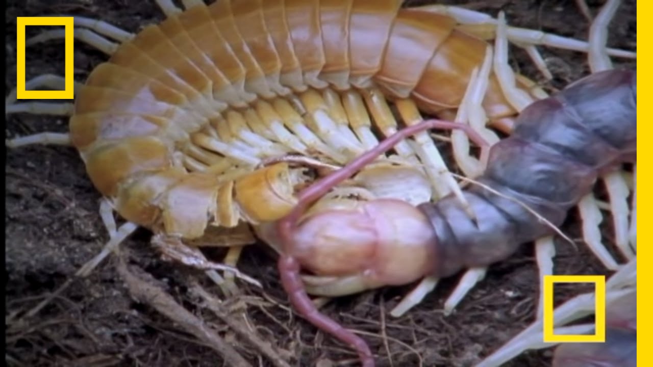 Giant Centipede | National Geographic