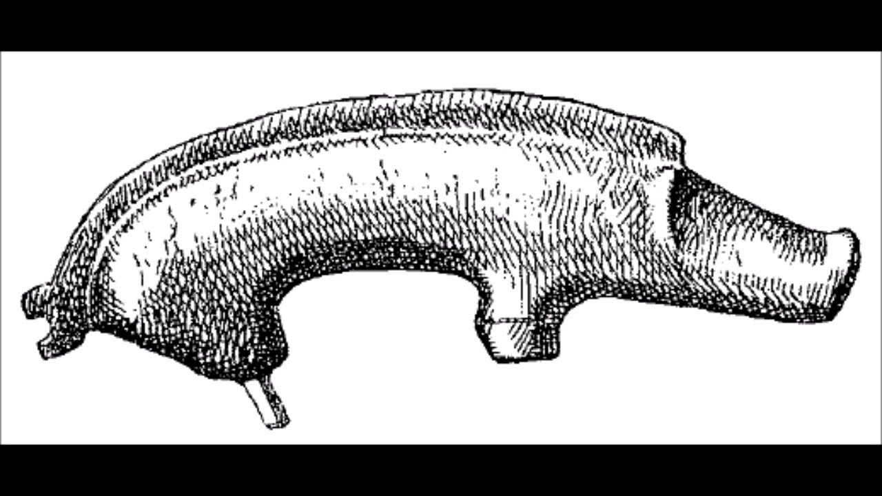 Член кабана картинки