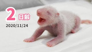 【パンダの赤ちゃん】元気いっぱい！（2日齢）