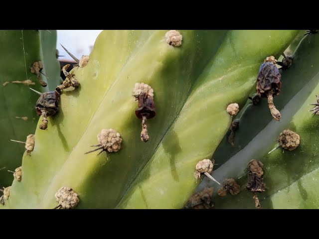 cactus plant tall Rare Cactus main image 0