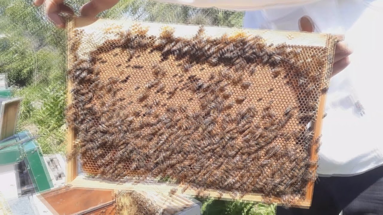 Дадант в Аргентине // Продолжение эксперимента //Пчеловодство Аргентины