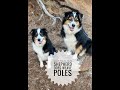Australian Shepherd Weave Poles #Short