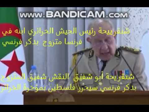 شنقريحة أبو شفيق النقش شفيق المتزوج بدكر