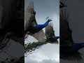 Aasman Mein Do Peacock 🦚 Ka Jalwa #youtubeshorts #peacock #birds #viral #trandingnow