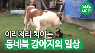‘동네북’ 강아지 짱이의 하루 ㅠㅠ I TV동물농장 (Animal Farm) | SBS Story