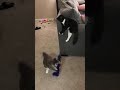 Cat got a cat