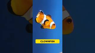 Disney's Beautiful Lie: FINDING NEMO's secret.