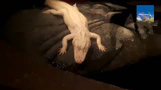 White Alligator Is One Of Rarest In World Albino Alligator Rare Animals Genetic White Skin