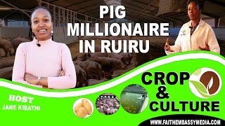 ONE PIG FARROW 17 PIGLETS | NOW I HAVE OVER 500 PIGS | PIG FARMING | CROP & CULTURE | ICTV