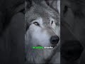 Where the Alpha Wolf Really Walks?#wolf #Alphawolf #wildlife