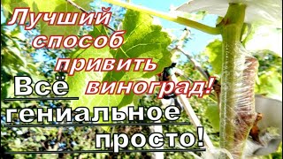 ЛУЧШАЯ Прививка ВИНОГРАДА!Физиология прививки и техника её исполнения!BEST GRAPE graft!