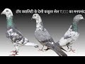 टॉप क्वालिटी के देसी कबूतर सेल ₹300 का मनपसंद।