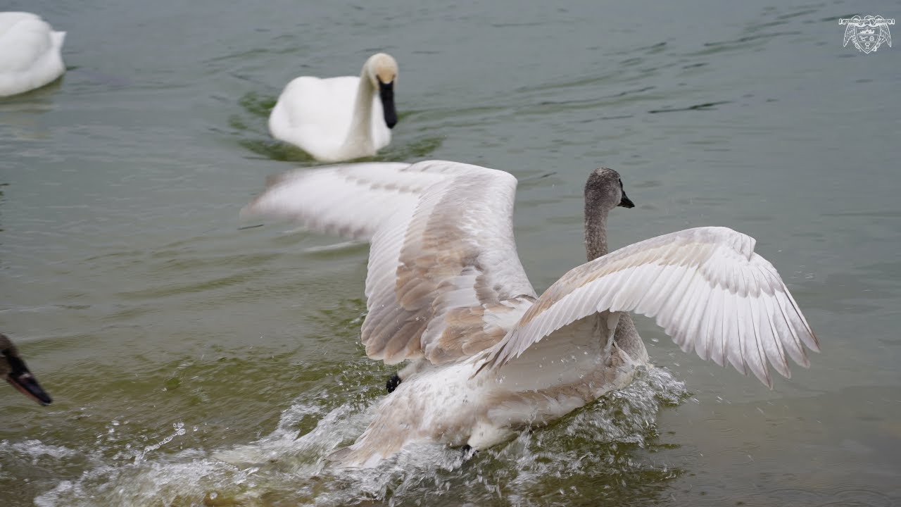 Heber Springs' "Swan Lakes" draw visitors from across the country