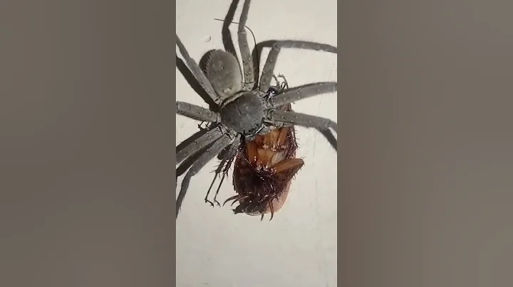 Hunting Spider - 天天要闻