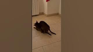 saillie de chats abyssins