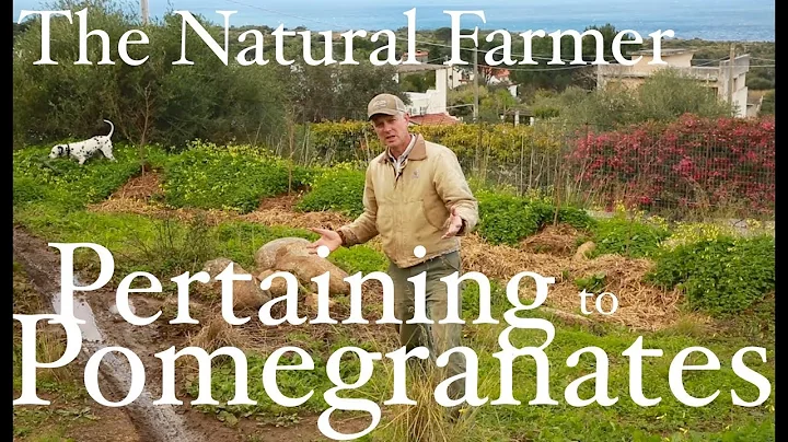 Pertaining to Pomegranates - John Kaisner The Natural Farmer