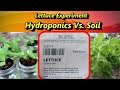 Lettuce Experiment: Hydroponics Vs. Soil, which is Better?