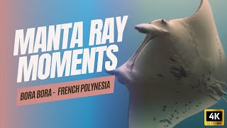 Manta Rays in 4K: 1 Hour of Relaxing Oceanic Beauty