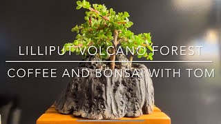 DJF06 Pruning My ‘Volcano’ Lilliput Dwarf Jade Bonsai (Portulacaria Afra).  Watch out for Bigfoot!