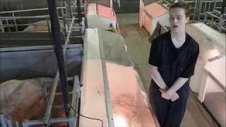 International internship Free Farrowing - Venla part 2