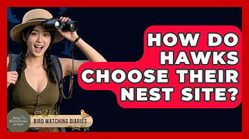 How Do Hawks Choose Their Nest Site? - Bird Watching Diaries