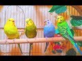 2 males and 2 females budgies making a master music in the Spring. 7 Hr Parakeet Chirping.