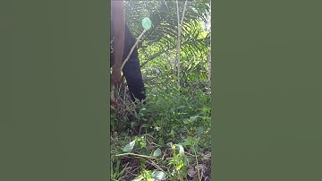 Harvesting cassava part 299 #shorts #farming #cassava #nature  #cassavaroots #cassavafarming