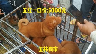 两广目前最受欢迎五红犬一只狗崽随便卖几千元价钱还是被疯抢