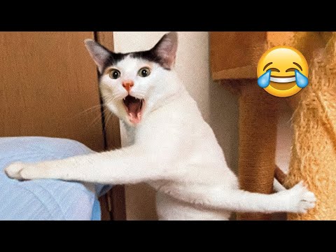 Funniest Animals 😄 New Funny Cats and Dogs Videos 😹🐶 - Part 17