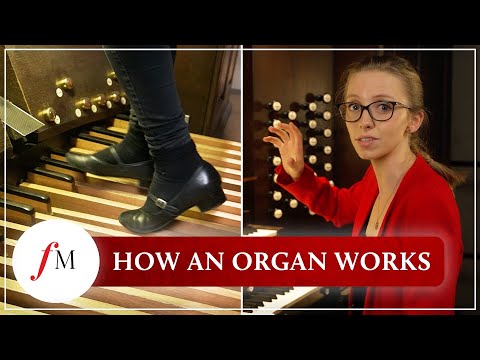 Video: Kas põrn on organ?