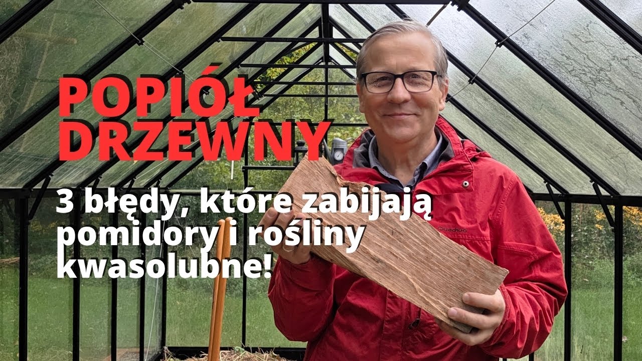 Popiół z kominka ZŁOTO czy PUŁAPKA? Poznaj 3 błędy, które zabijają pomidory i rośliny kwasolubne!
