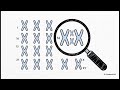 Why Miscarriages Happen: Causes, Genetics, and Risk Factors
