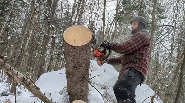 Echo cs-490  18" Blade with new full chisel chain. muffler mod