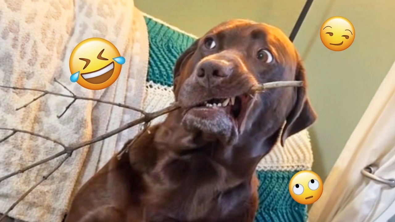 Try Not To Laugh 🤣 Most Watched Funny Dog Videos Compilation 🐶🤣#25