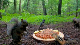 Relaxing Cat & Dog TV: 2+ Hours of Ambient Forest Squirrels, Chipmunks and Blue Jays (4K)