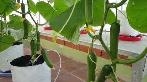 TÚI PE TRỒNG DƯA LEO #TRONGSANTHUONG #TRONGDUALEO