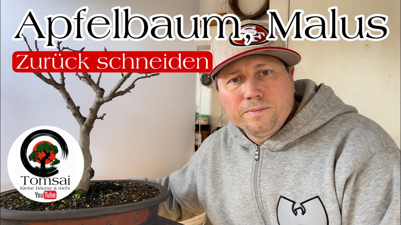 Apfelbaum zurck schneiden Bonsai 4/23
