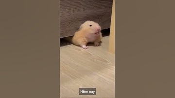Khoảnh khắc đáng yêu của chuột hamster | Yêu động vật | Hài hước